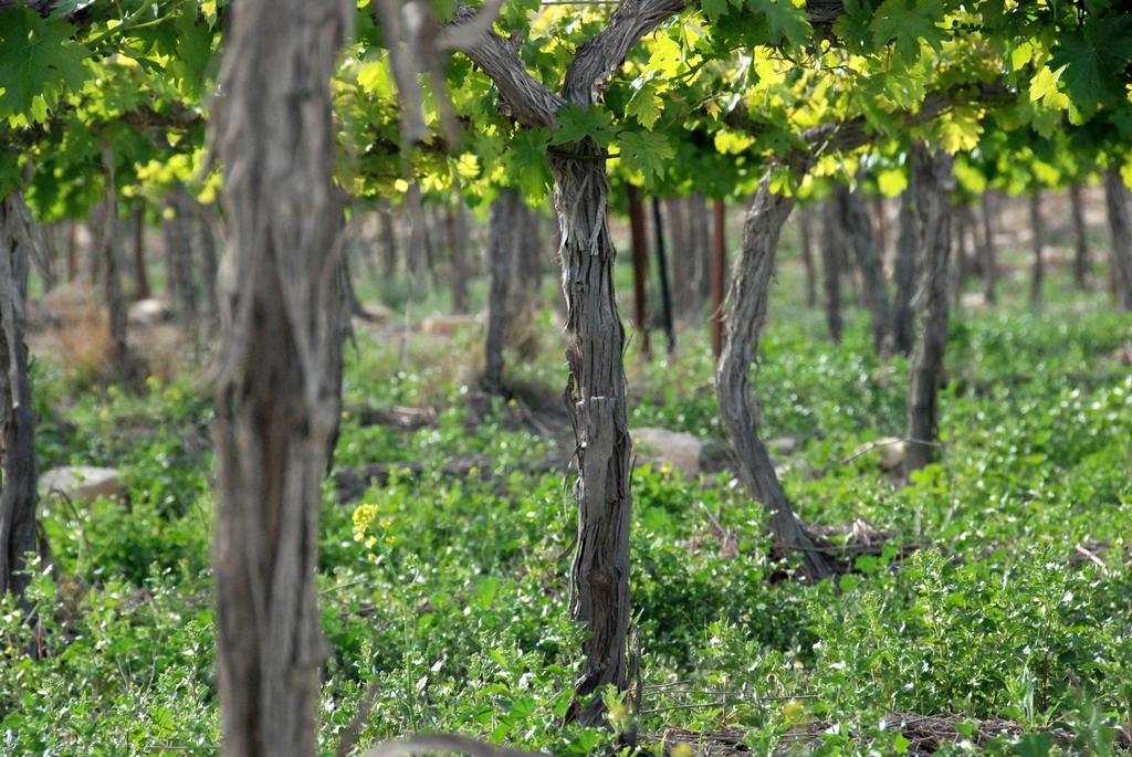Carmey Avdat Farm Midreshet Ben Gurion Exterior foto